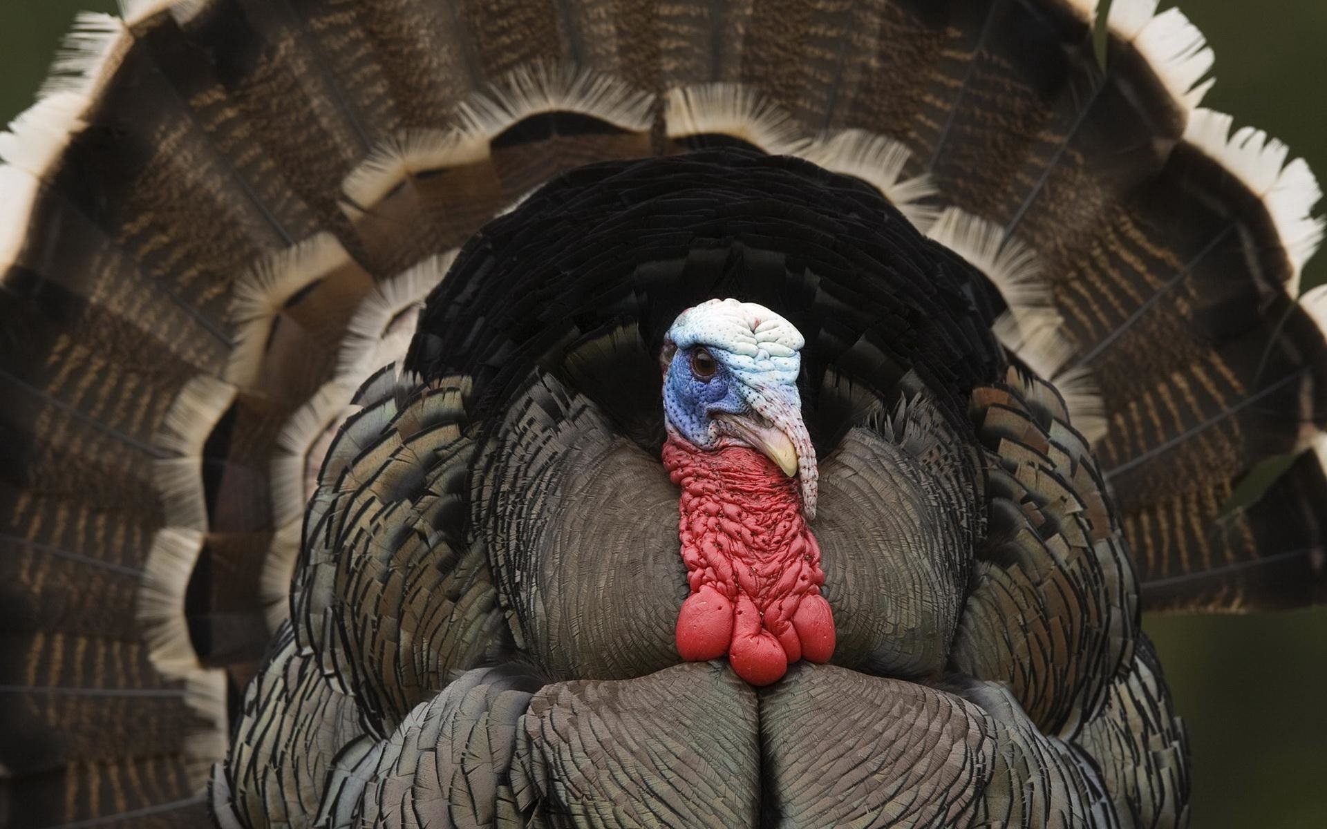 Animal turkey (bird) Image