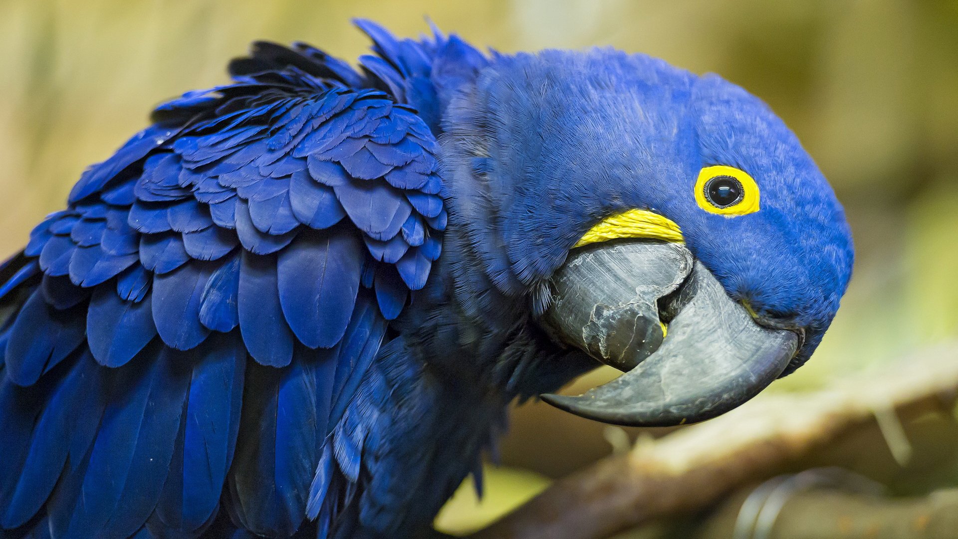 Animal hyacinth macaw Image