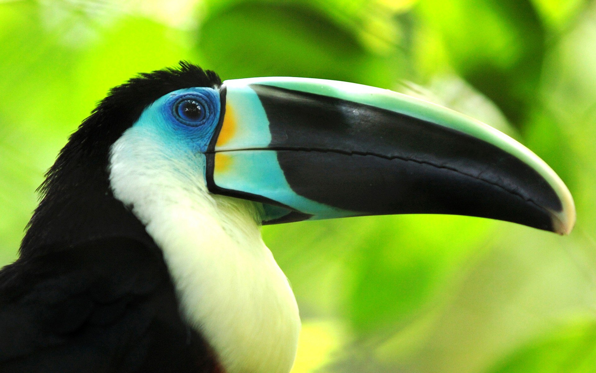 Download Animal Toucan Image