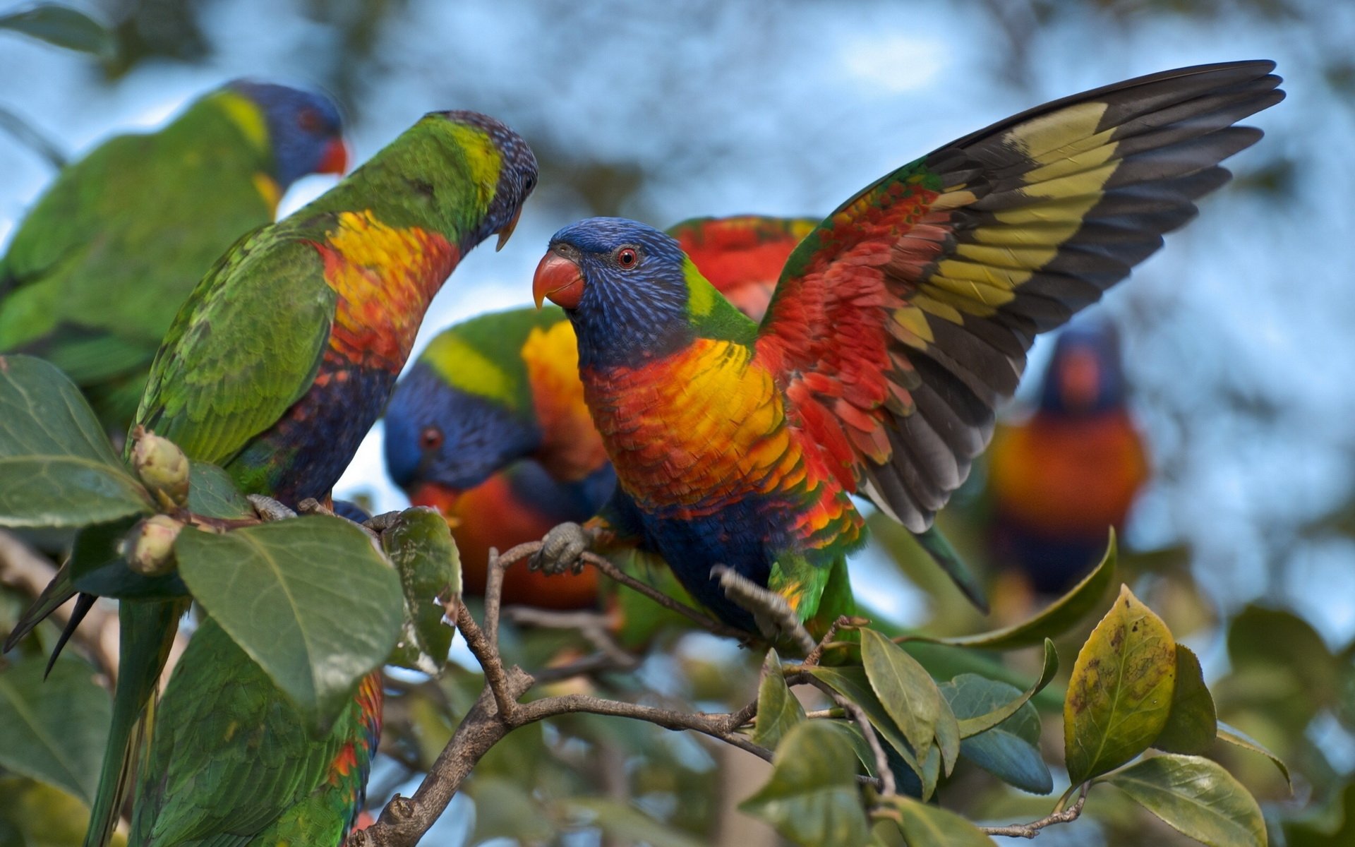 Animal rainbow lorikeet Image
