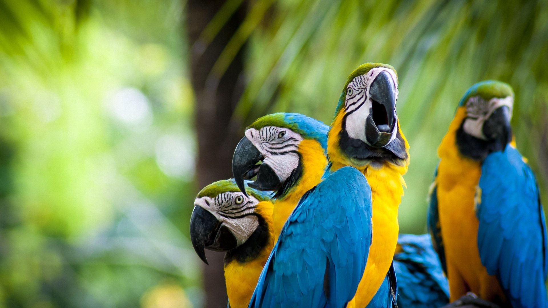 Download Animal Blue-and-yellow Macaw Image
