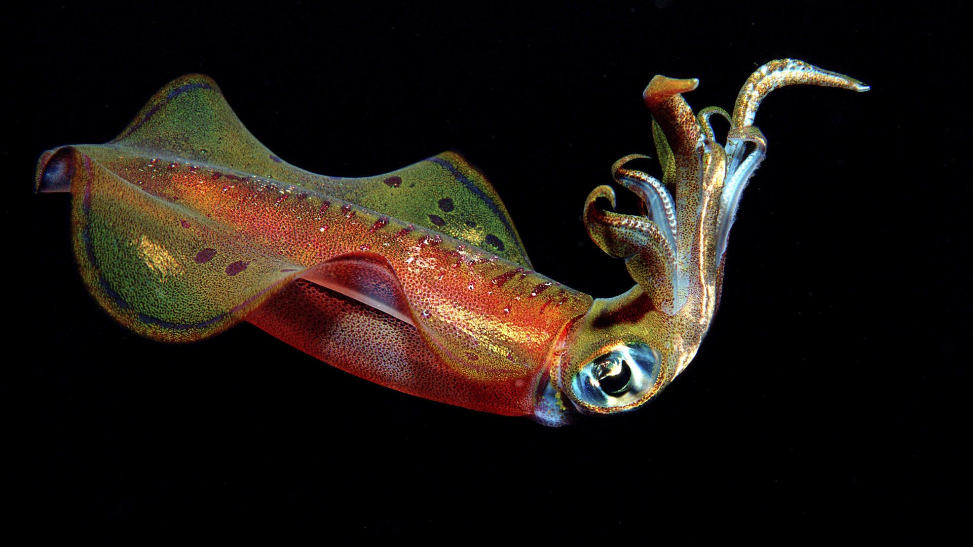 Animal squid Image