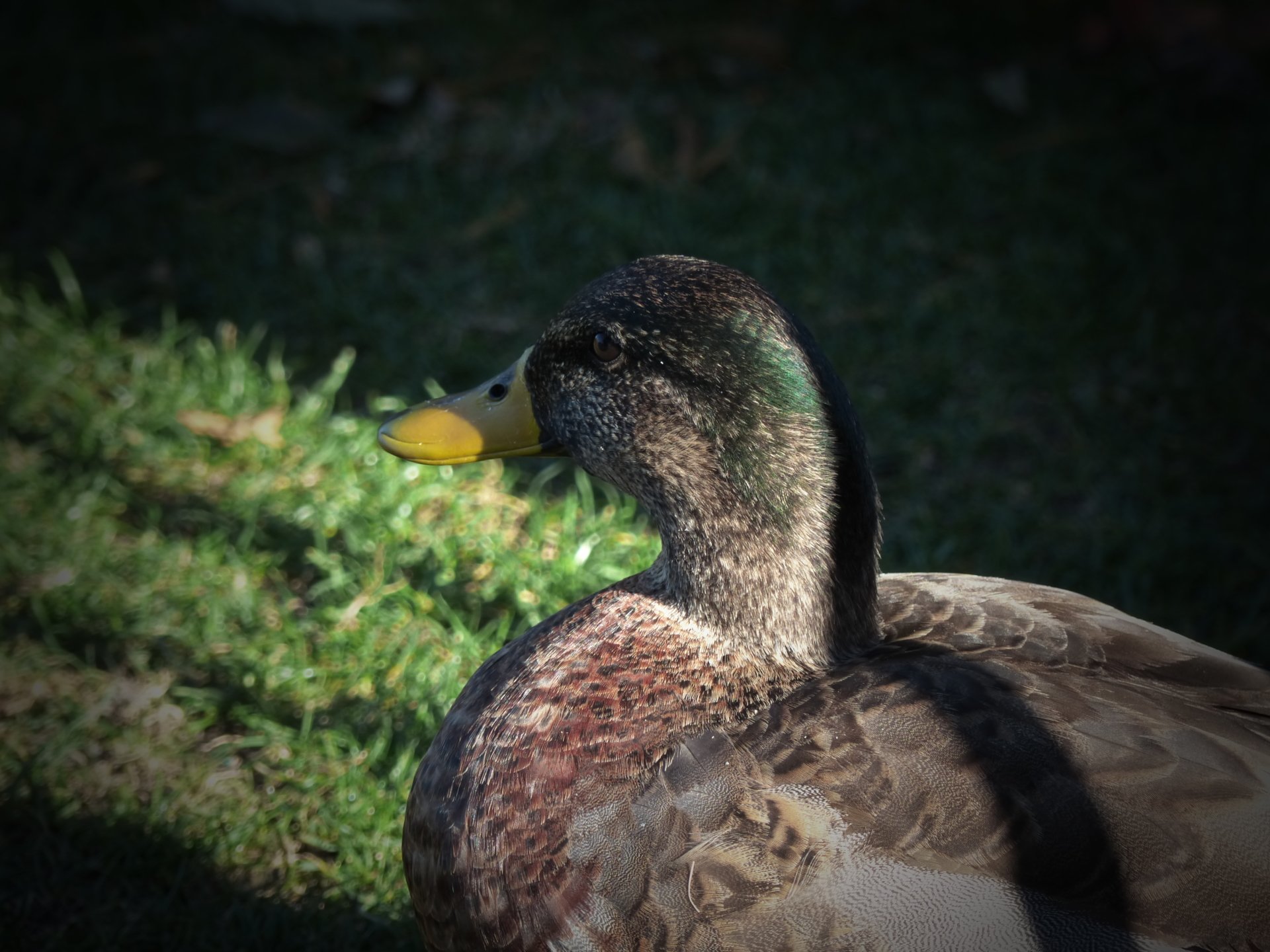  Mallard