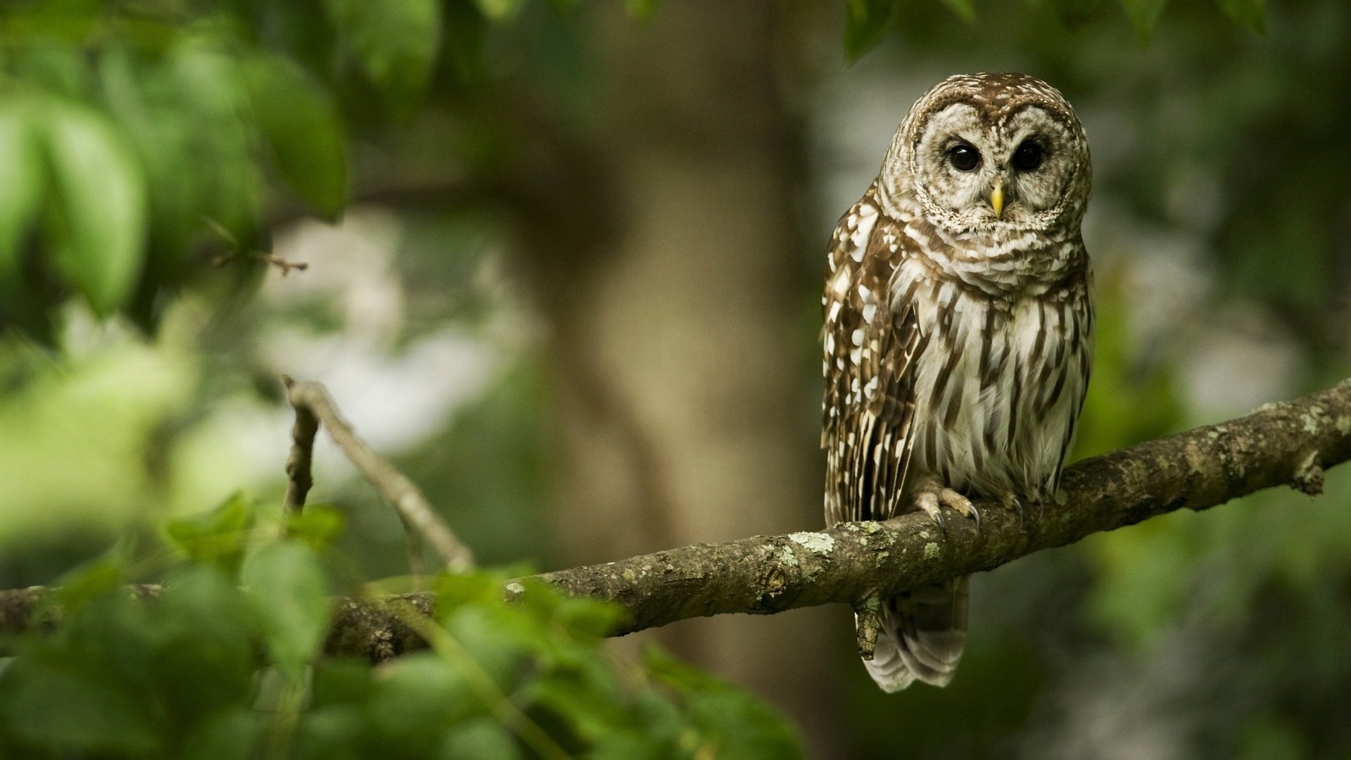 Animal barred owl Image