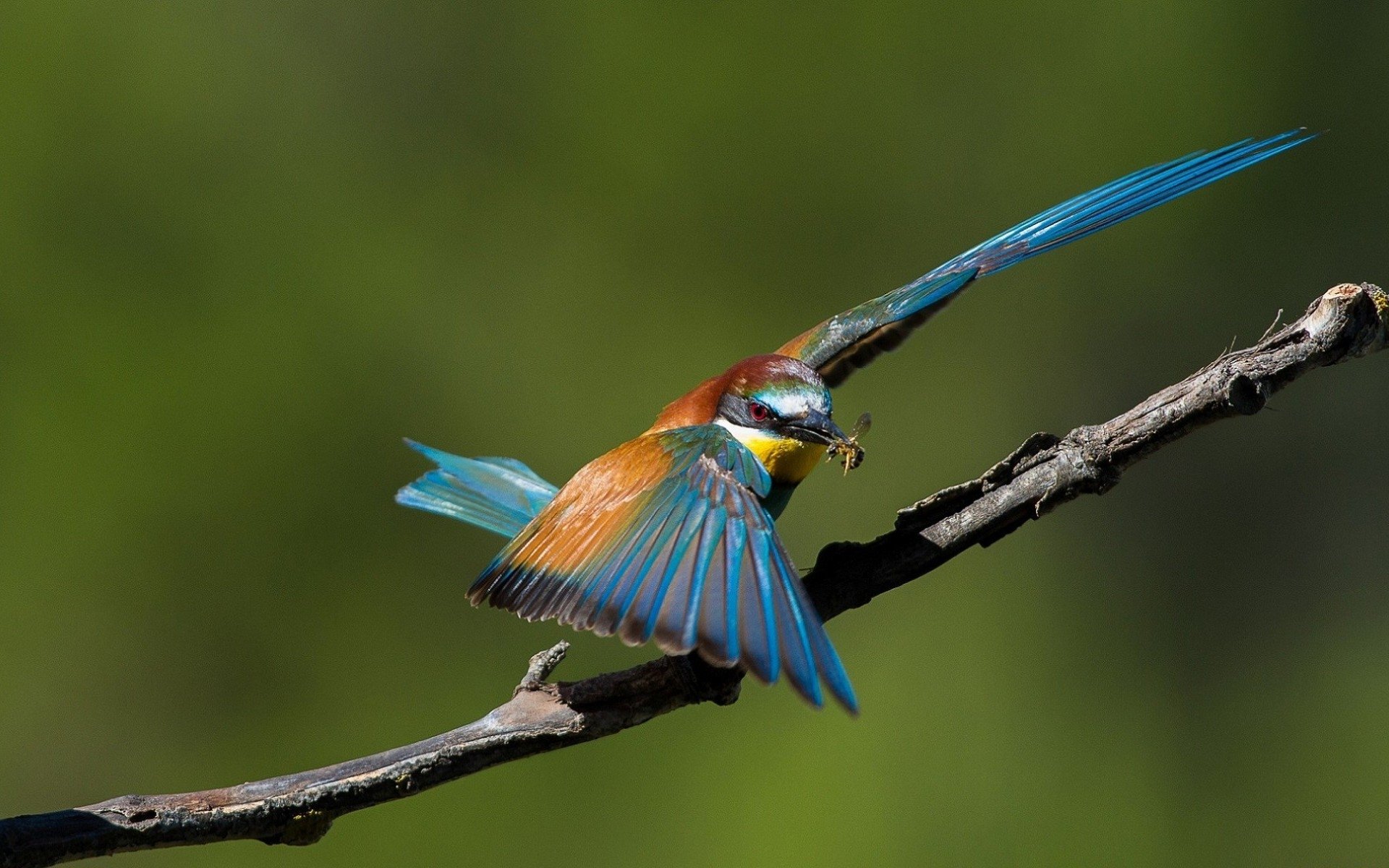 Animal bee-eater Image