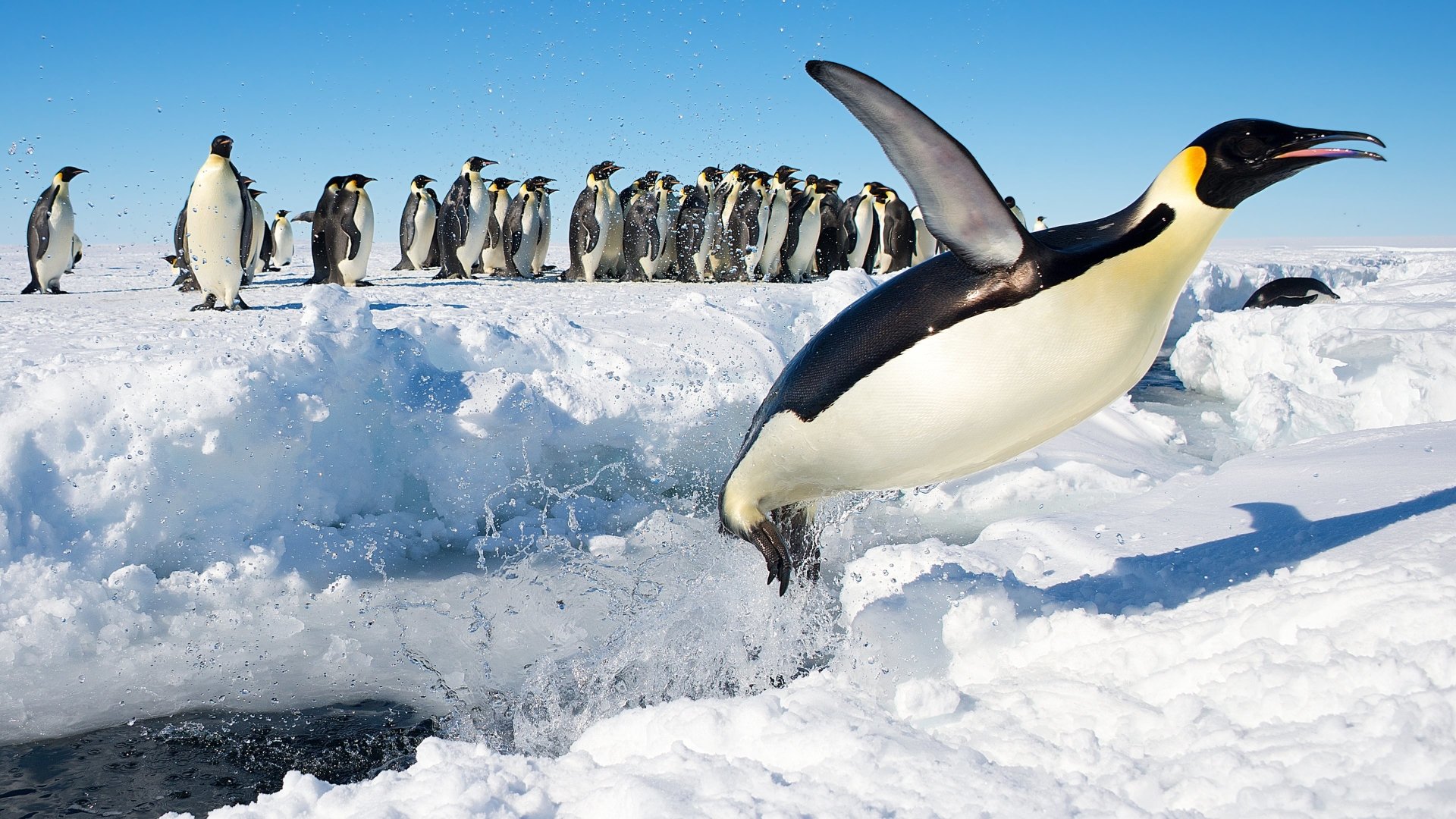 A penguin, an animal of the Antarctic, leaps from an icy ledge into a hole in the sea ice while a line of penguins watches under a clear blue sky.