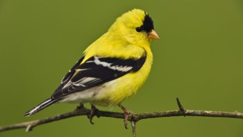 Preview Image 276368