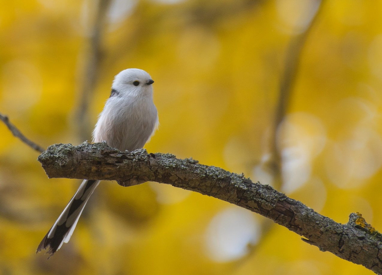 Bird Picture - Image Abyss