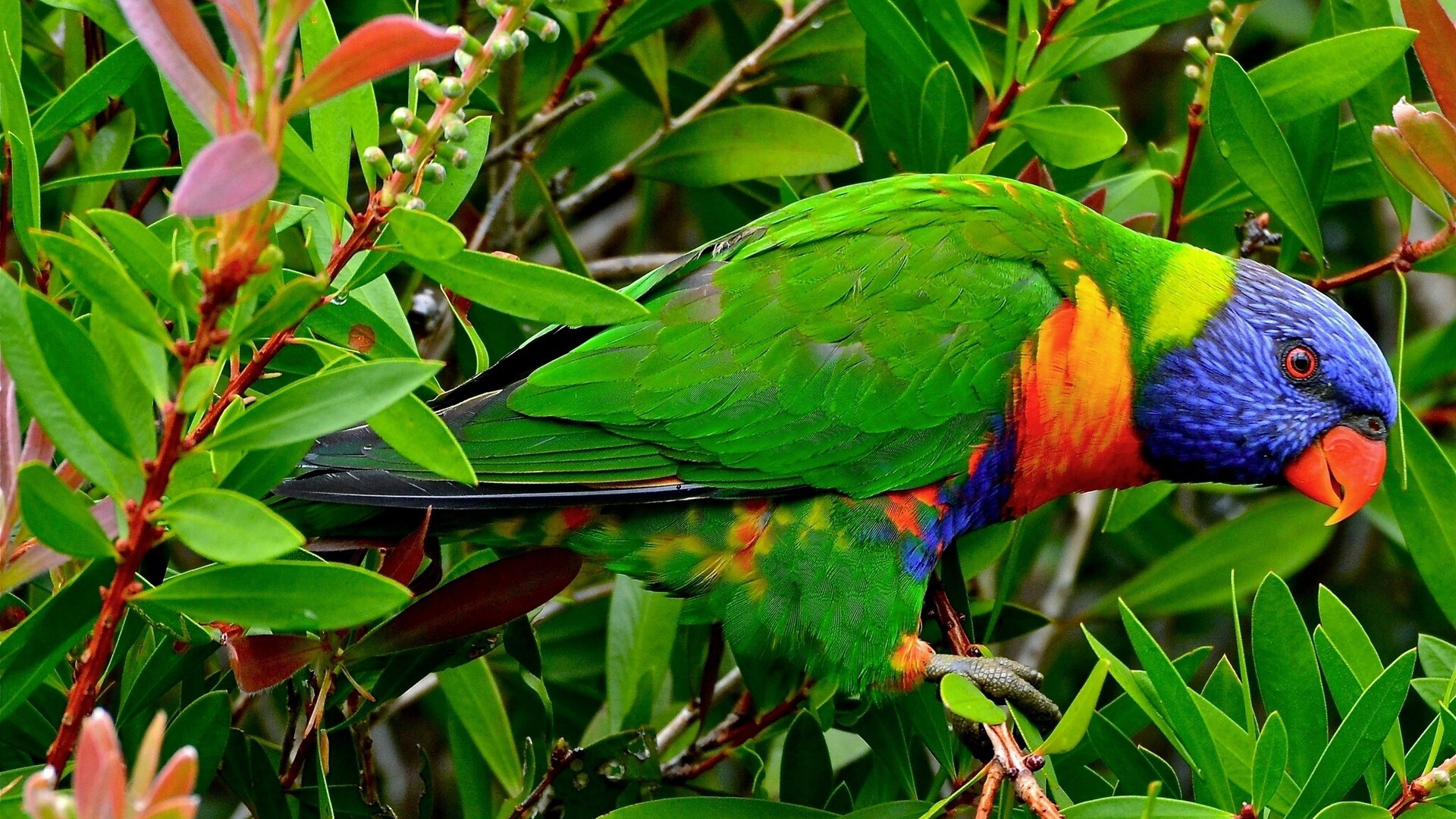 Rainbow Lorikeet Image Id 277208 Image Abyss