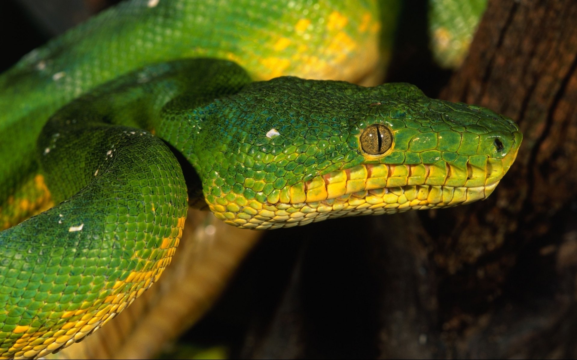 A close-up of a vibrant green python resting on a branch, showcasing its textured scales and distinctive yellow markings. The snake's intense gaze adds to its striking appearance.