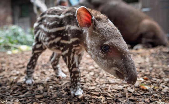 Animal tapir Image