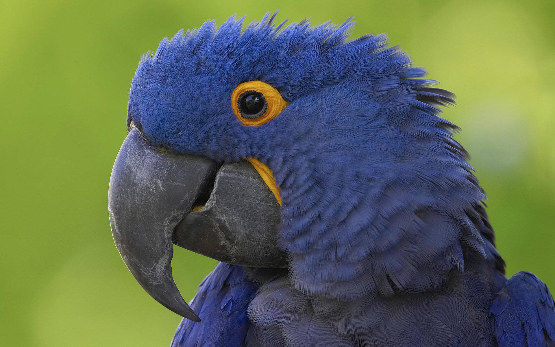 Animal hyacinth macaw Image