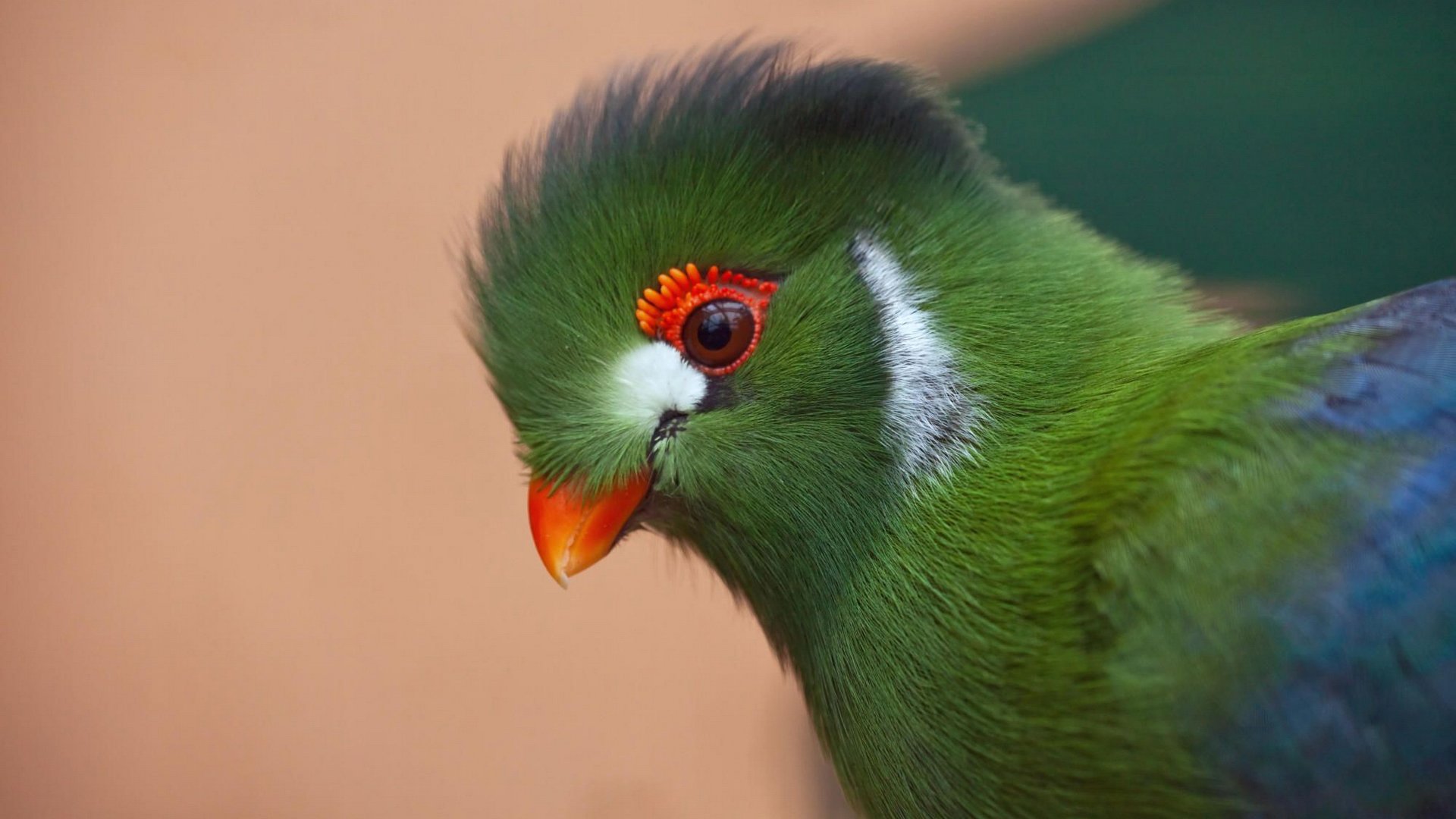 Animal White-cheeked Turaco Image