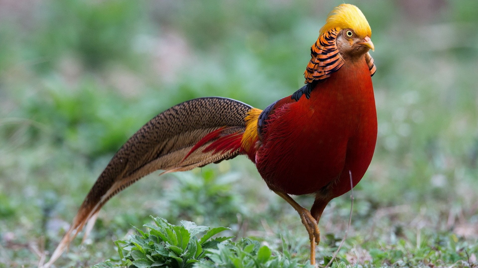 Animal golden pheasant Image