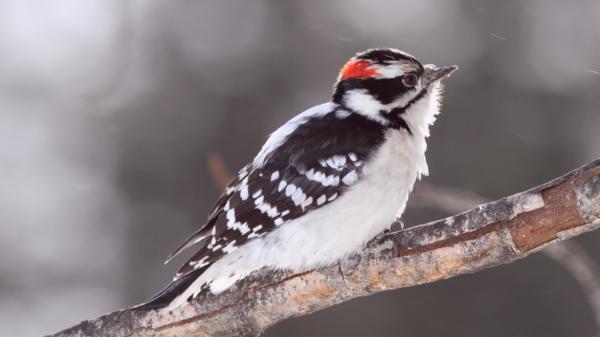 A downy woodpecker perched on a branch, showcasing its distinctive black and white plumage with a bright red patch on the back of its head.