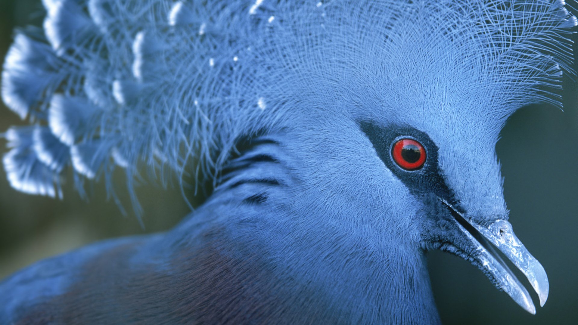 Download Animal Victoria Crowned Pigeon Image