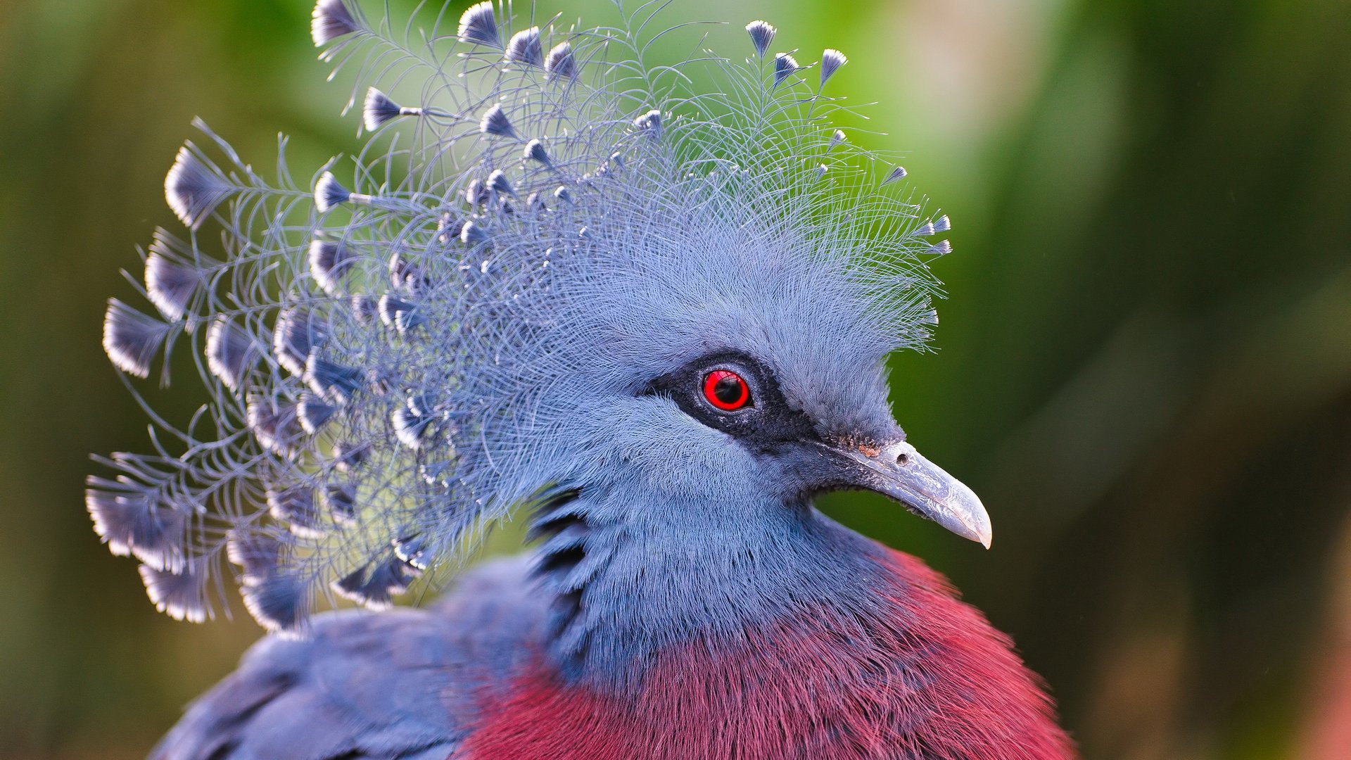 Animal victoria crowned pigeon Image