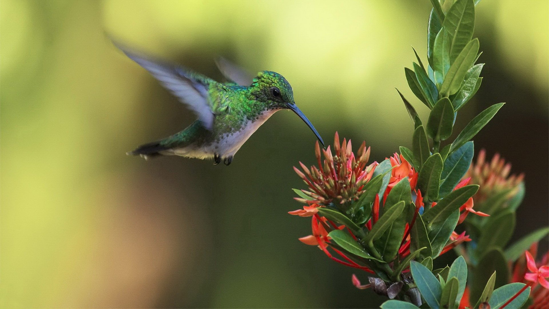 Animal hummingbird Image
