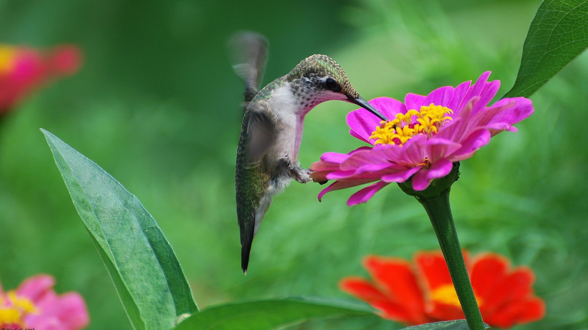 Animal hummingbird Image