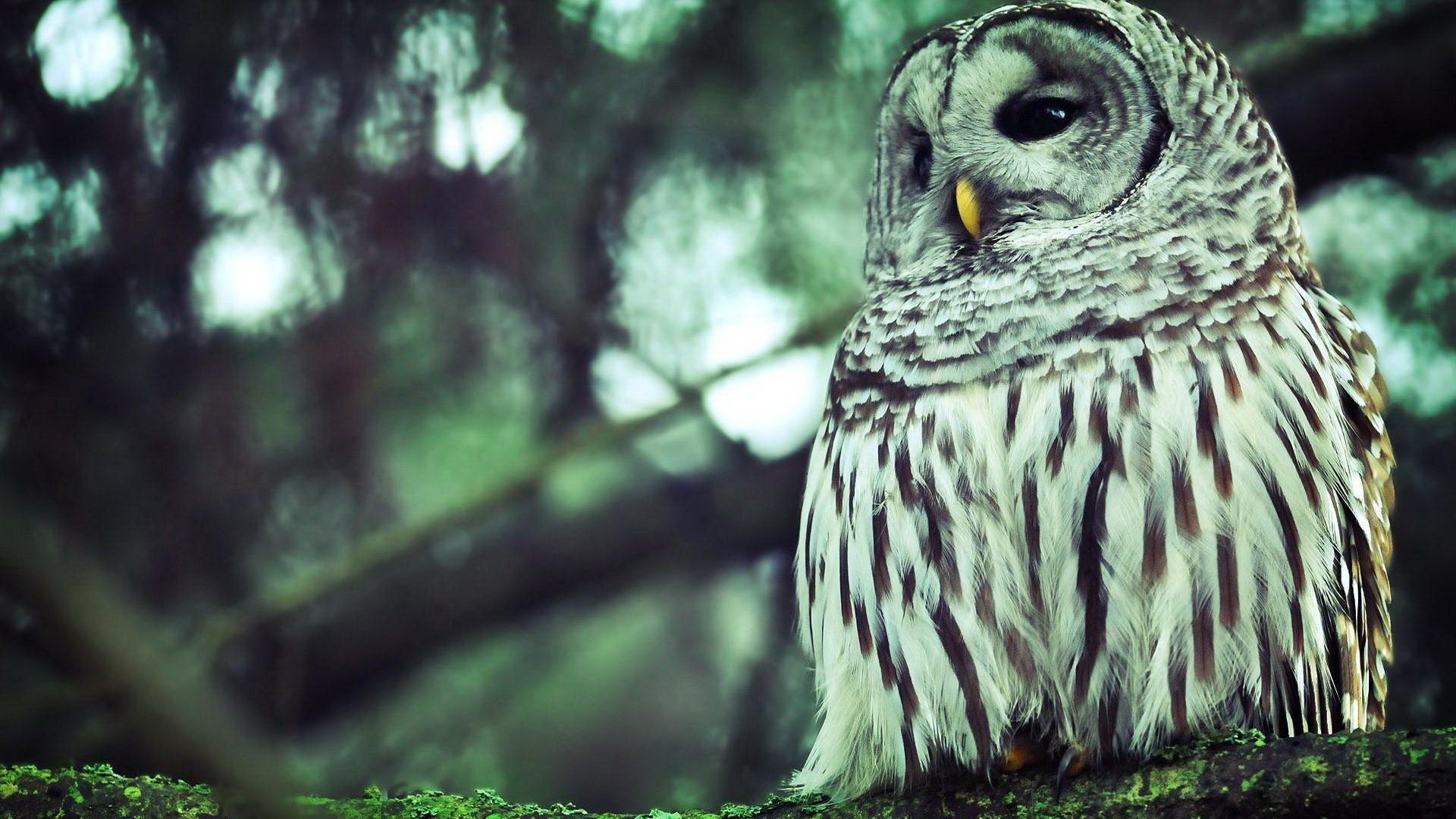 A forest scene with an animal — an owl perched on a mossy branch, streaked brown-and-white feathers, round facial disk and a yellow beak.