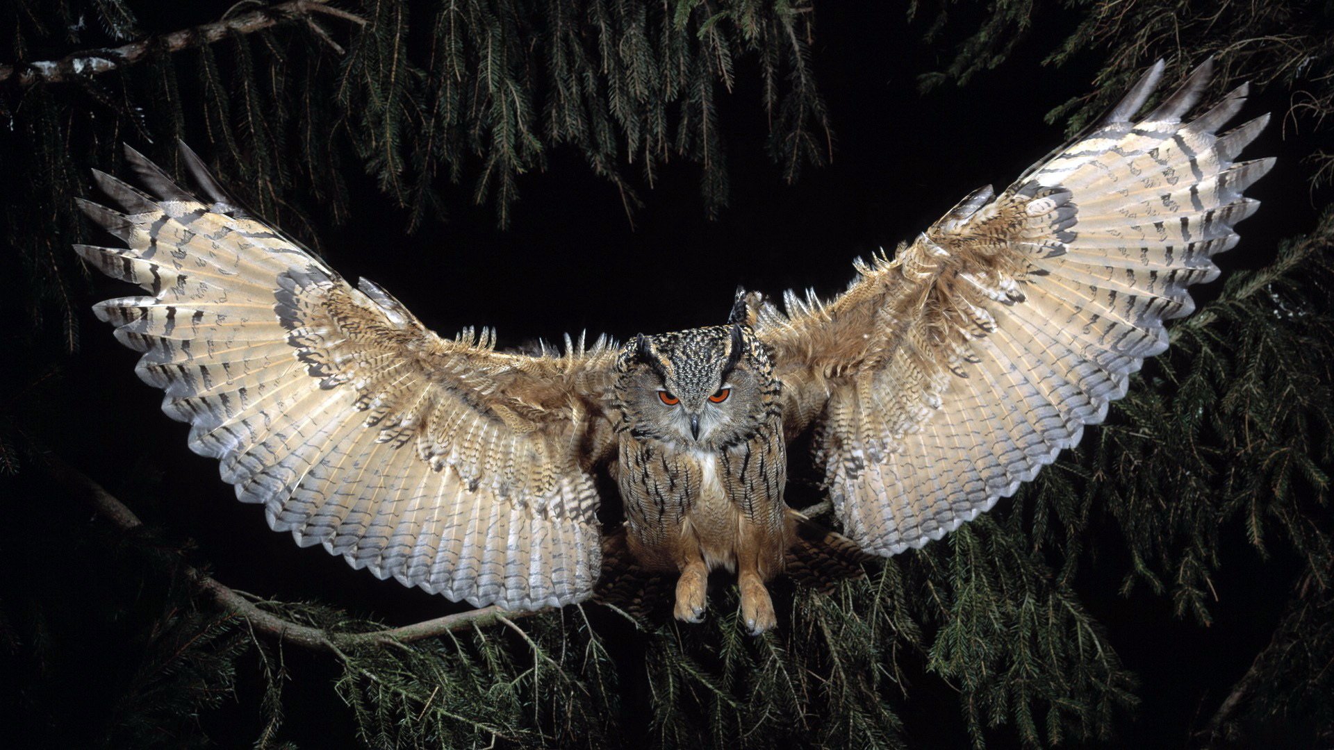 Download Animal Owl Image