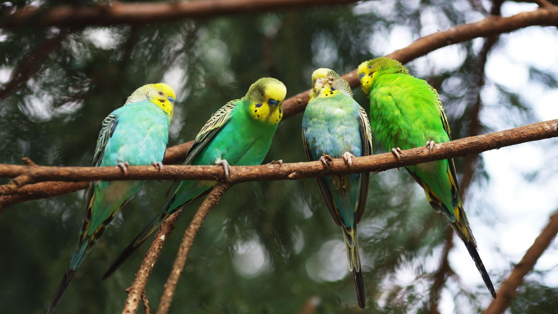 Animal budgerigar Image