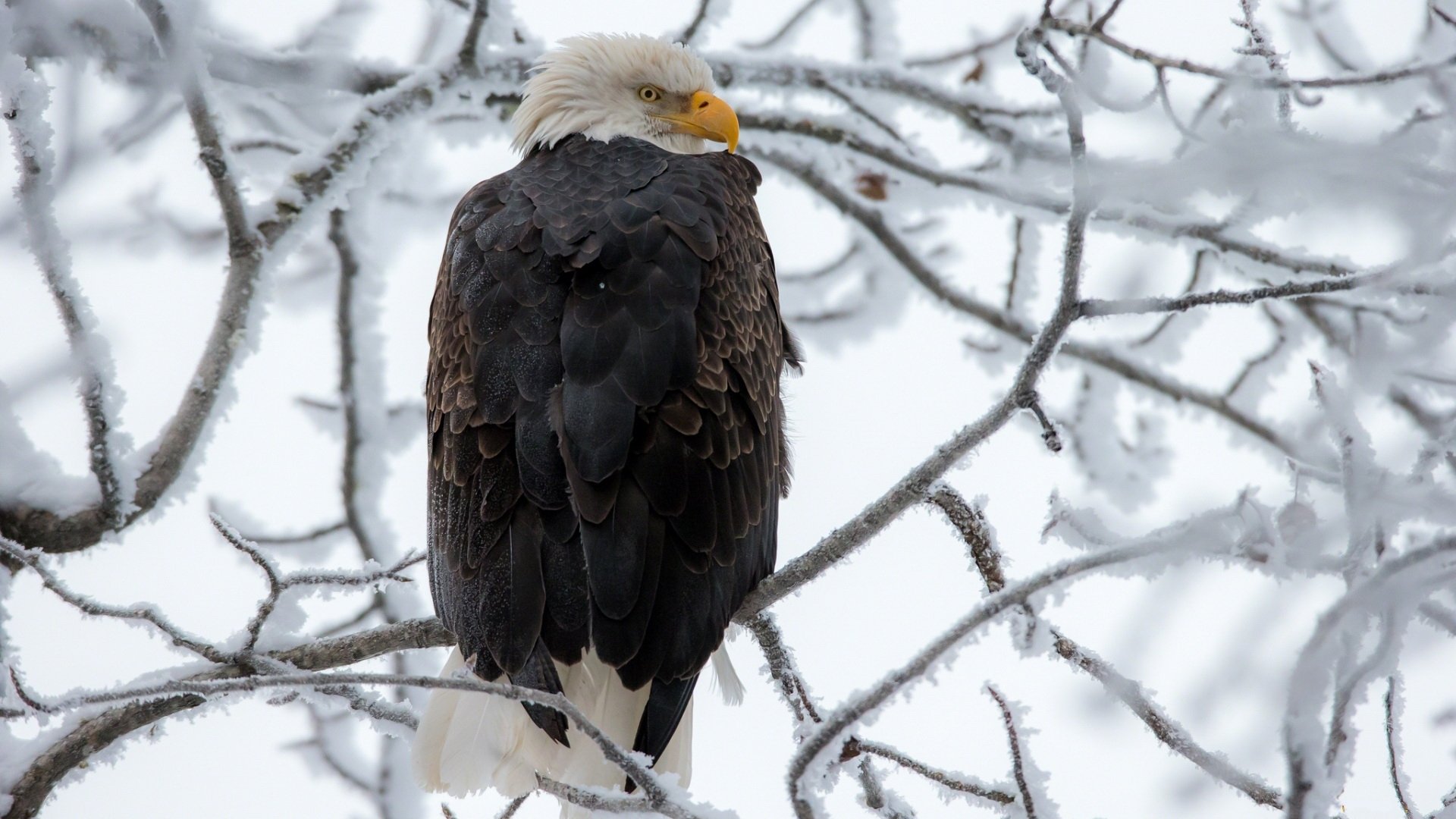 Download Animal Bald Eagle Image