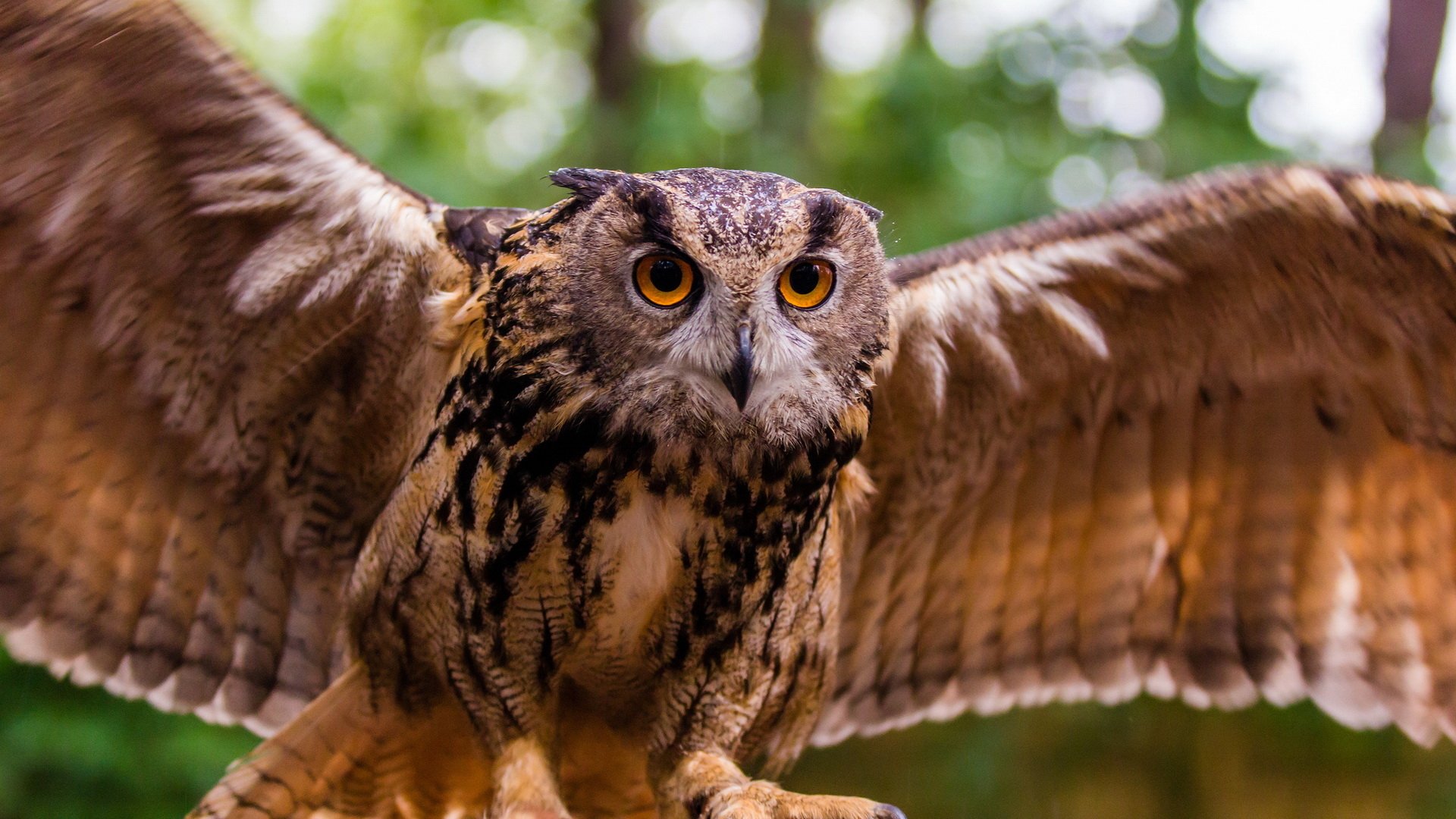 Download Animal Owl Image