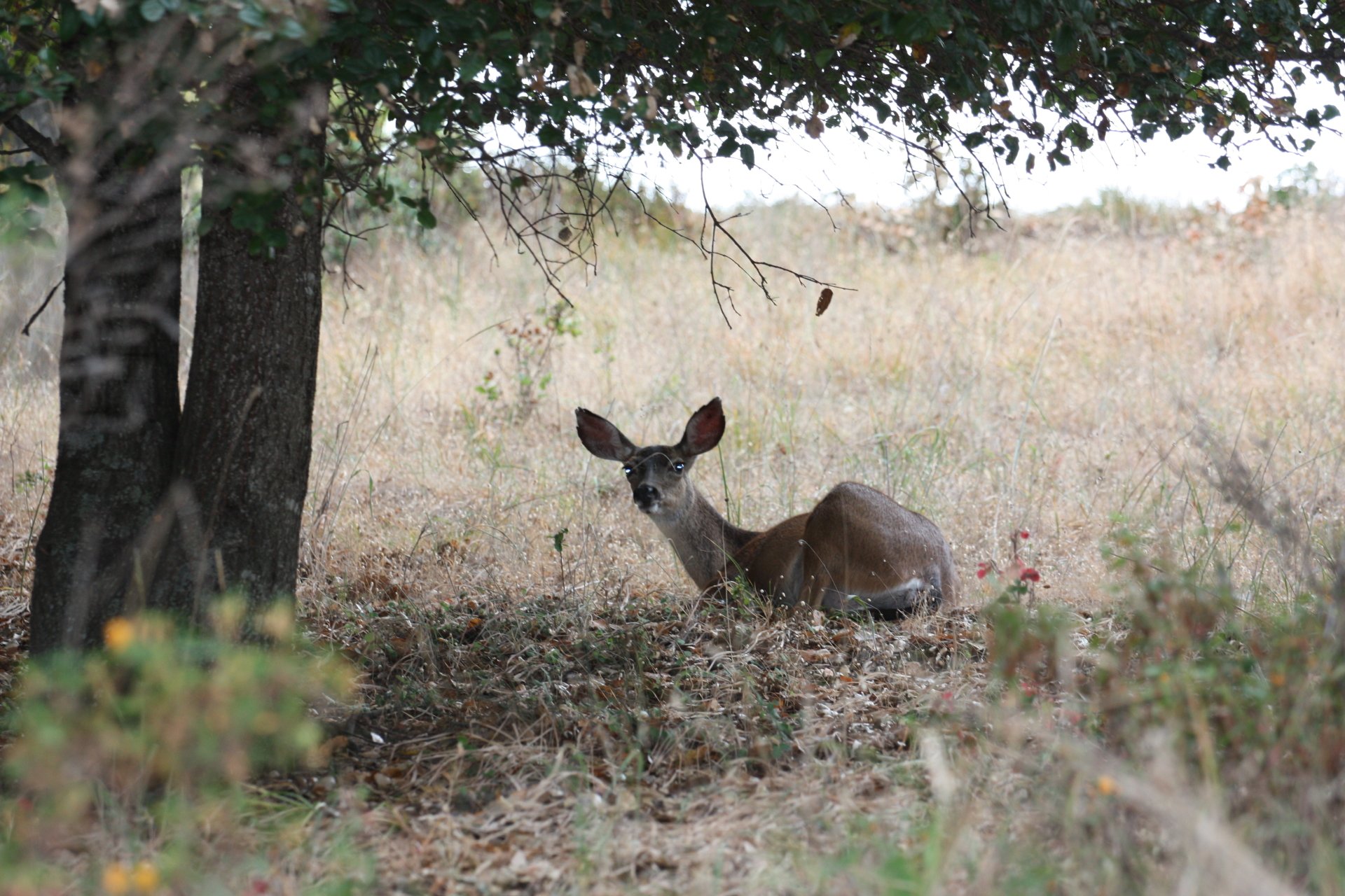 Animal deer Image
