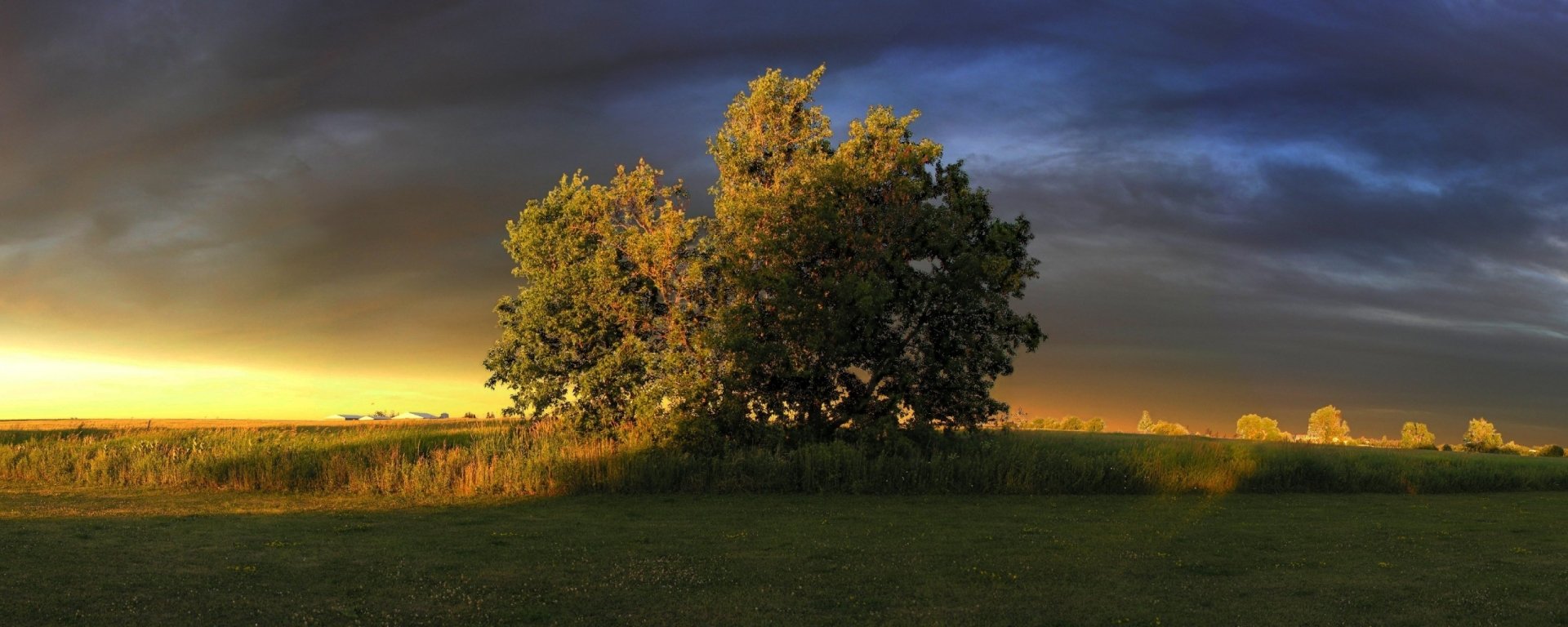 Panoramic nature scene with a lone tree cluster on a grassy plain at sunset, golden light along the horizon beneath dramatic blue-gray clouds.