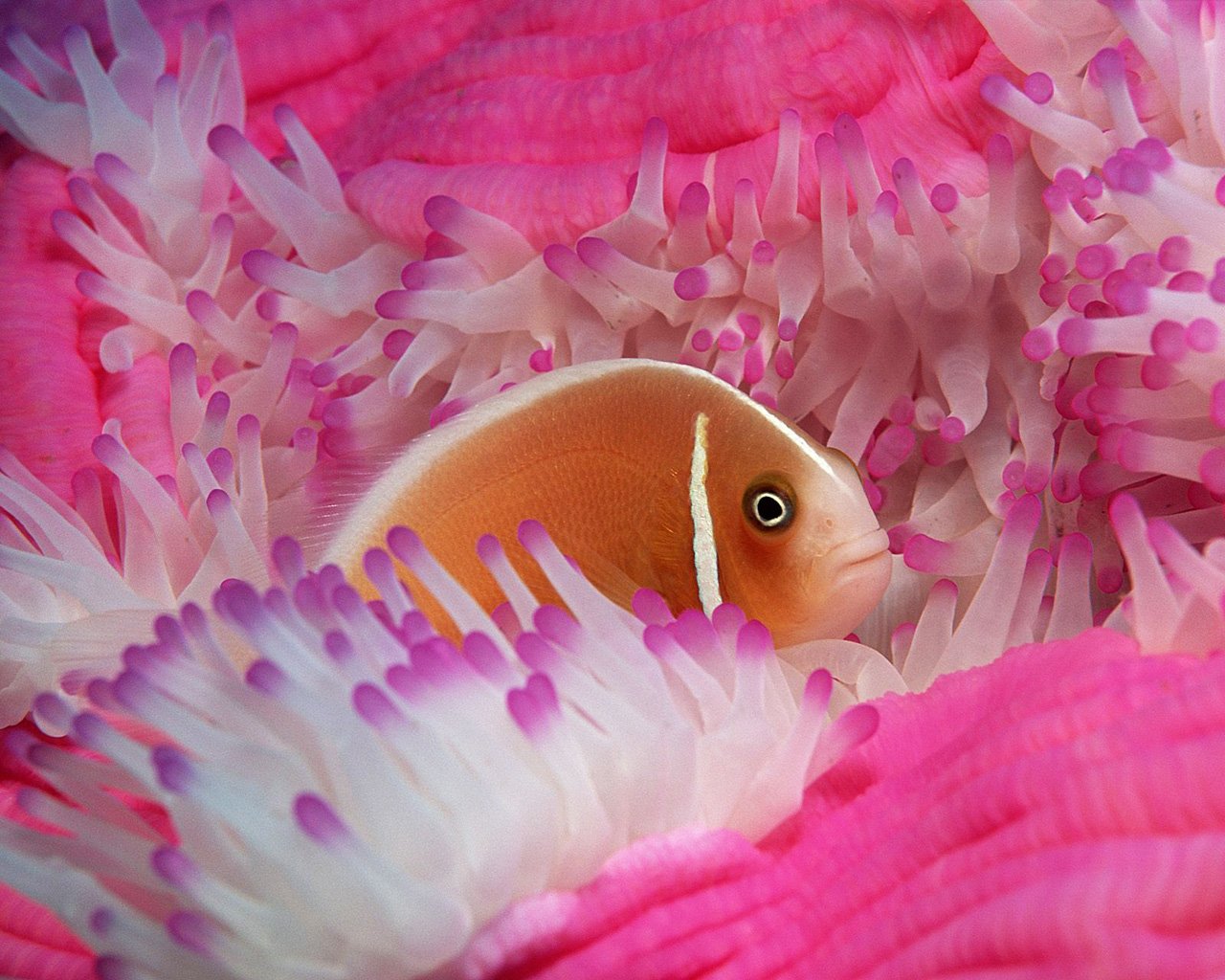  Pink skunk clownfish