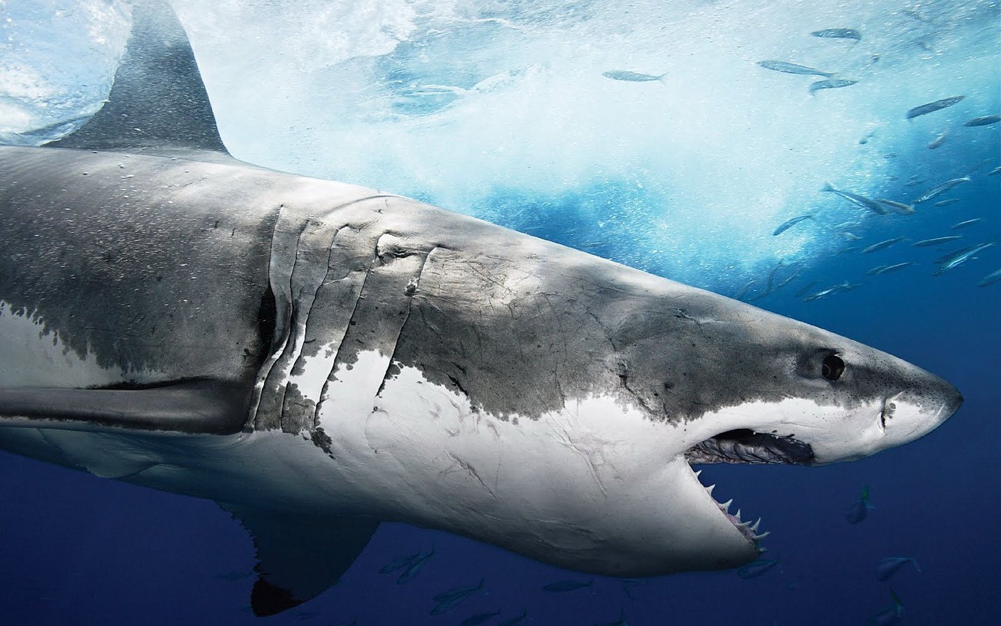 Shark Image - ID: 277388 - Image Abyss