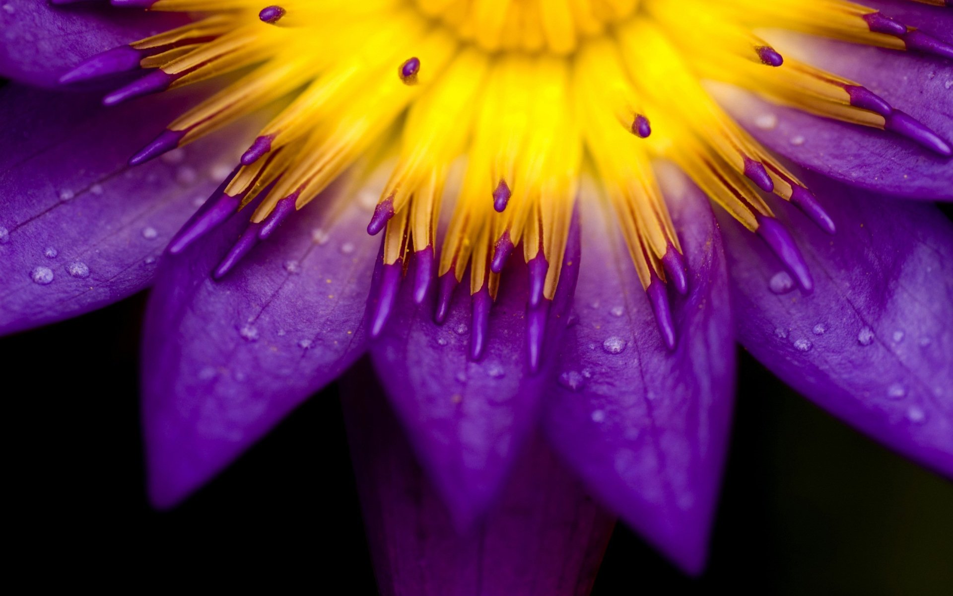 Close-up nature shot of a purple flower with a bright yellow center and water droplets beading on the petals.