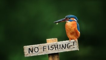 Preview Image 277053