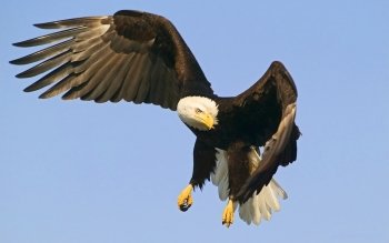 Preview Image 277250
