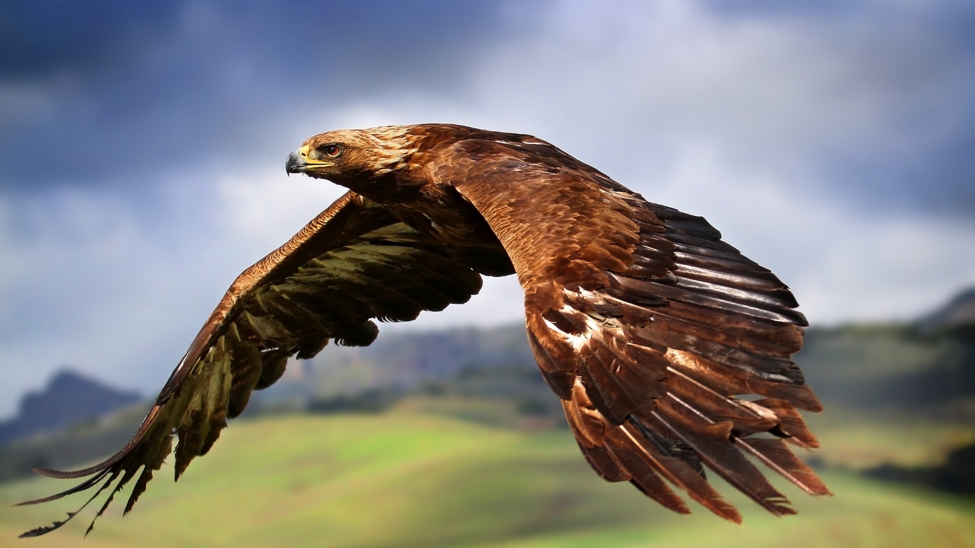 Golden eagle in Flight