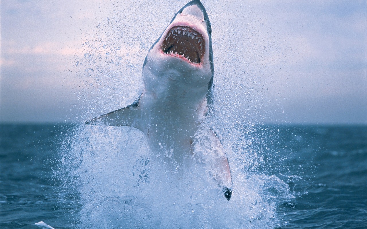 Great White Shark Jumping Out of the Water