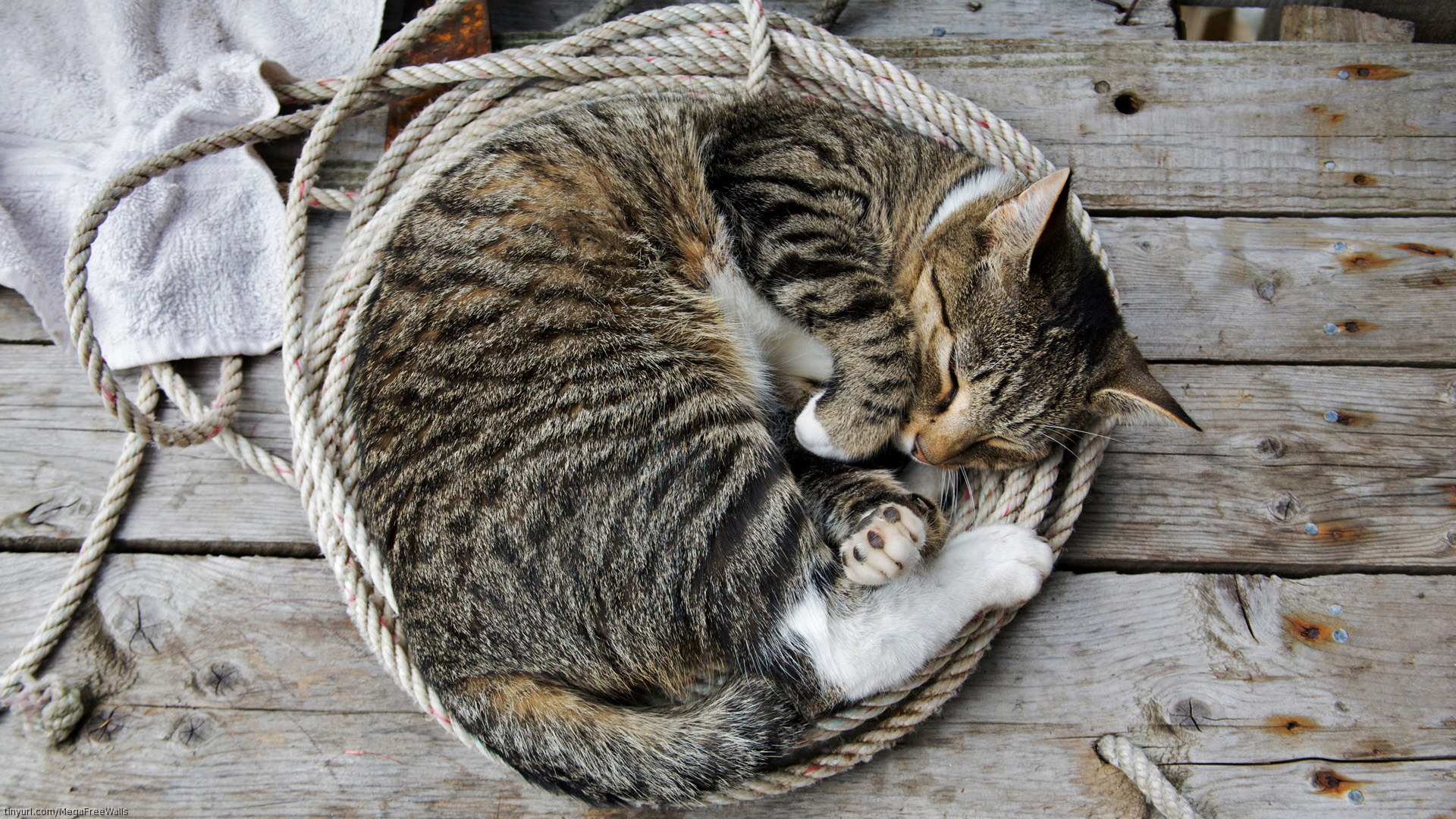 Cat Curled Up in Some Rope Image Abyss