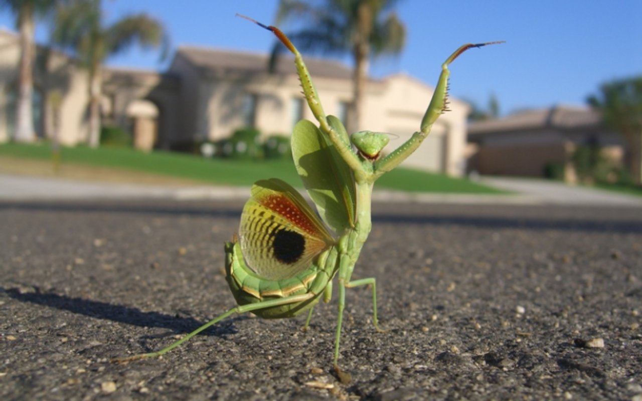 praying mantis xenomorph