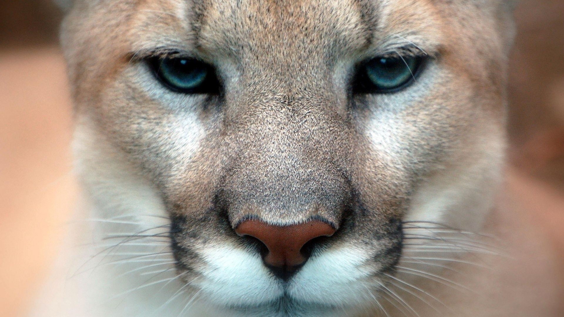 Puma - Image Abyss