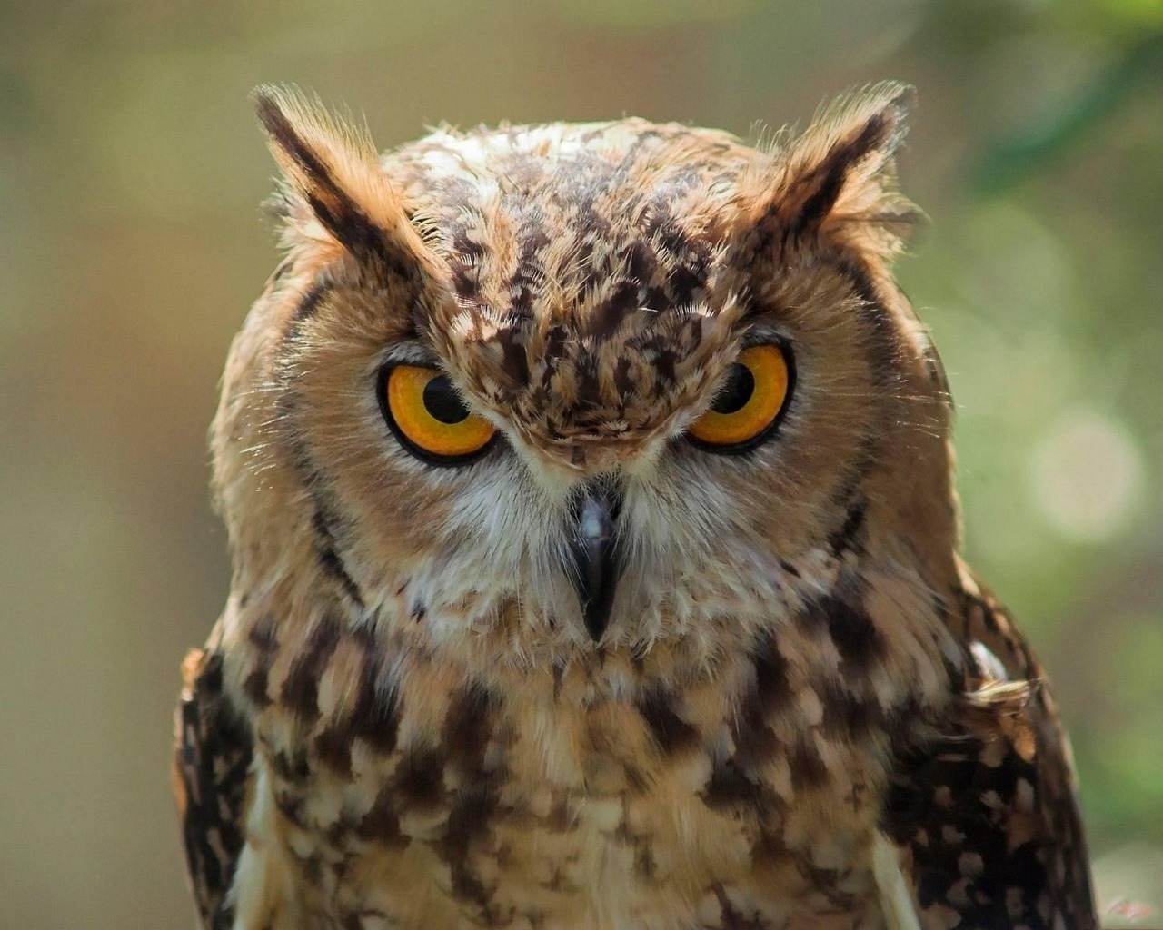 Great Horned Owl Picture Image Abyss