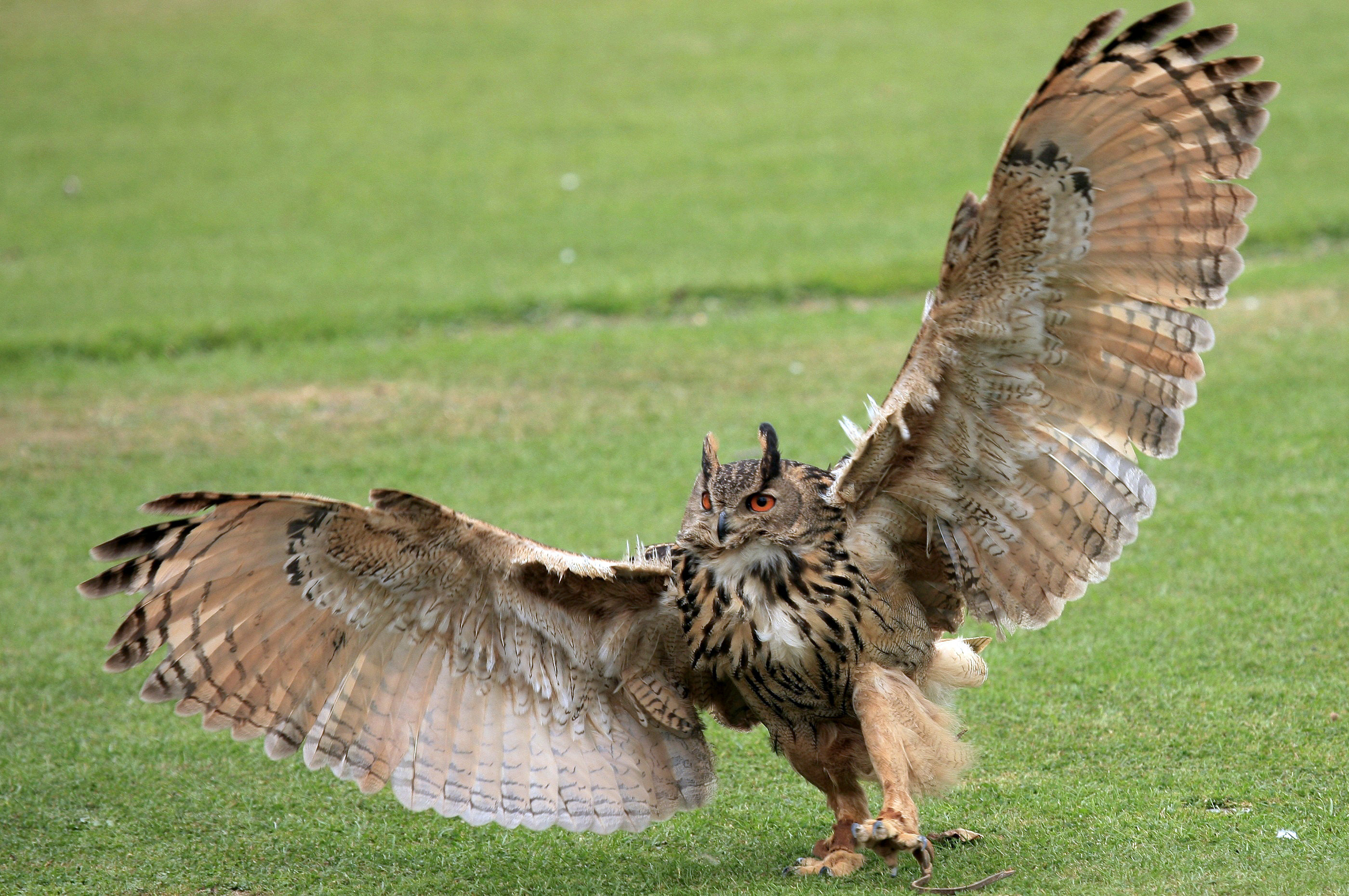 Great Horned Owl Size Comparison To Human