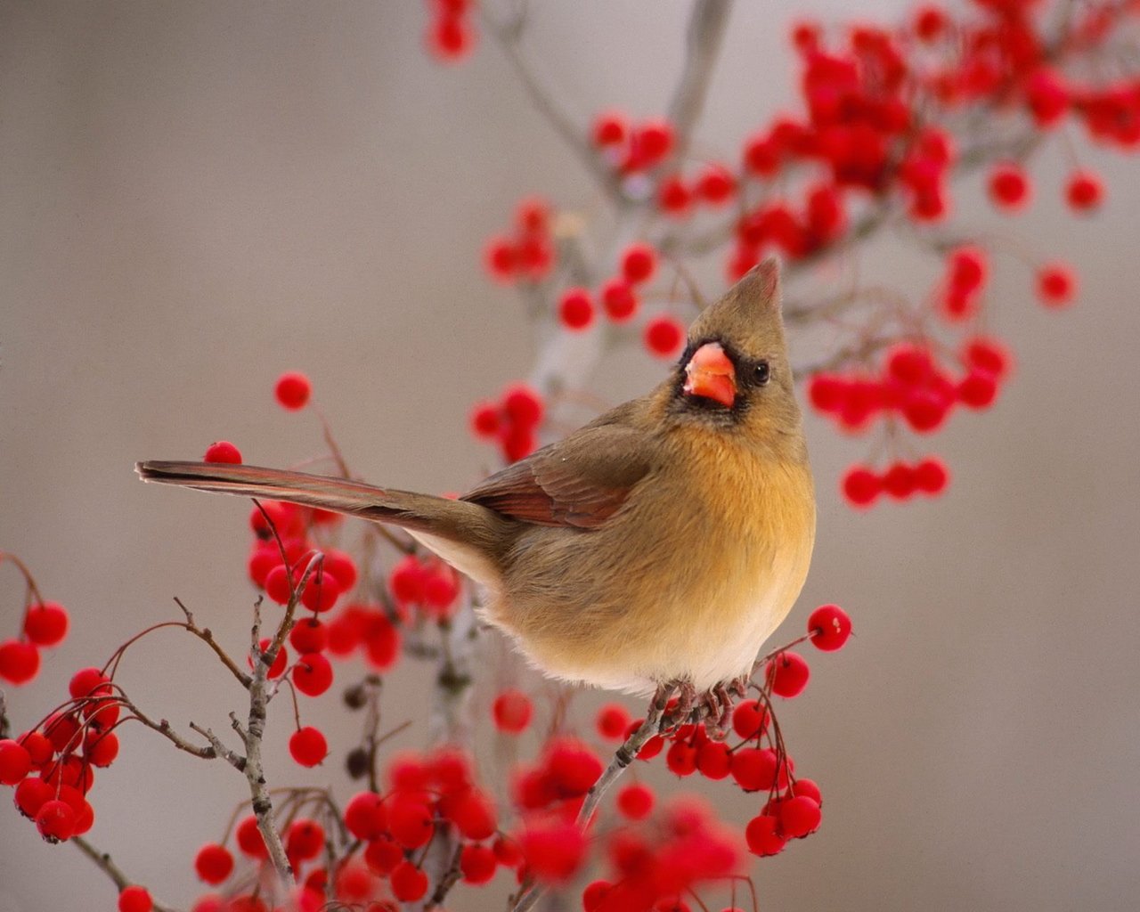 Animal cardinal Image