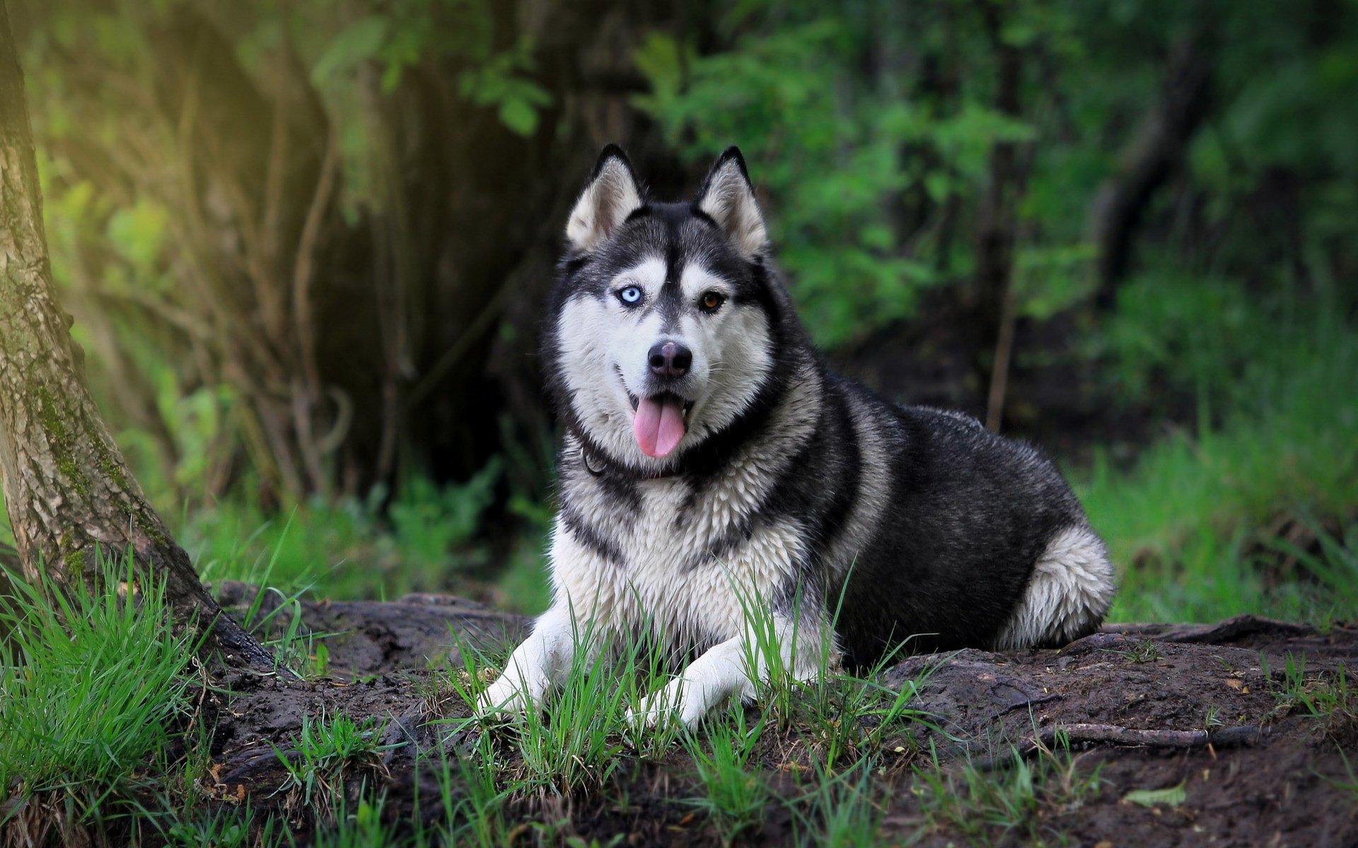 dog Animal siberian husky Image
