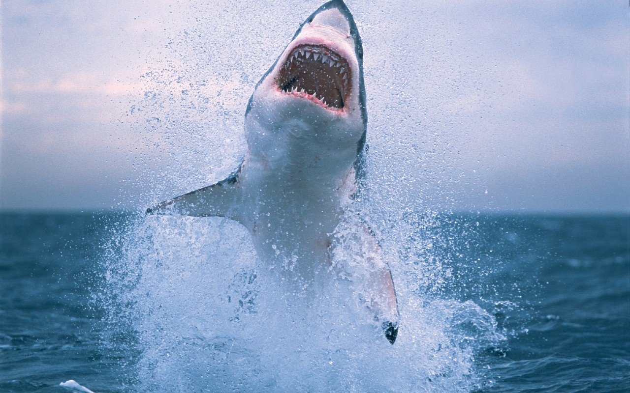 Great White Shark Jumping Out of the Water Image ID 278175 Image Abyss
