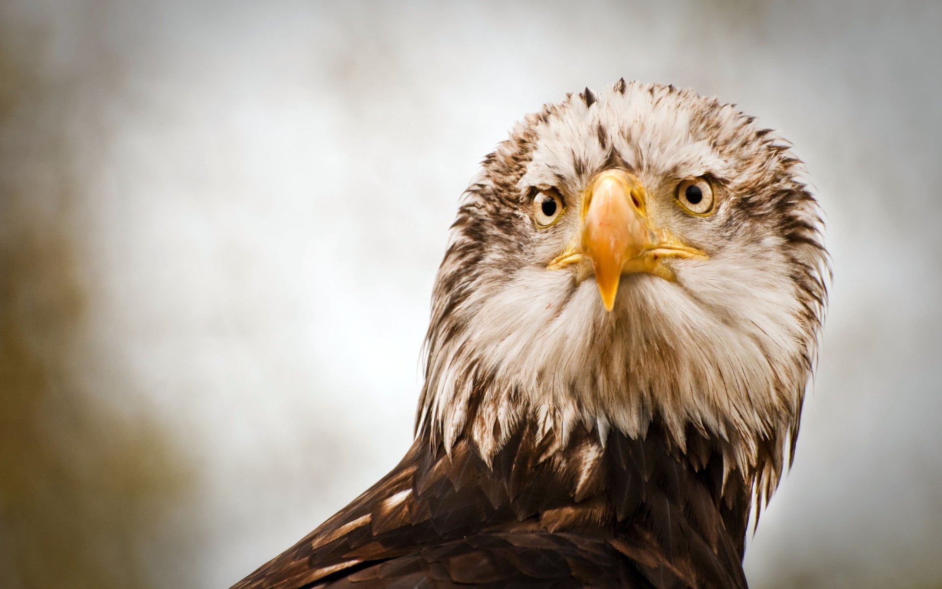 Download Animal Bald Eagle Image
