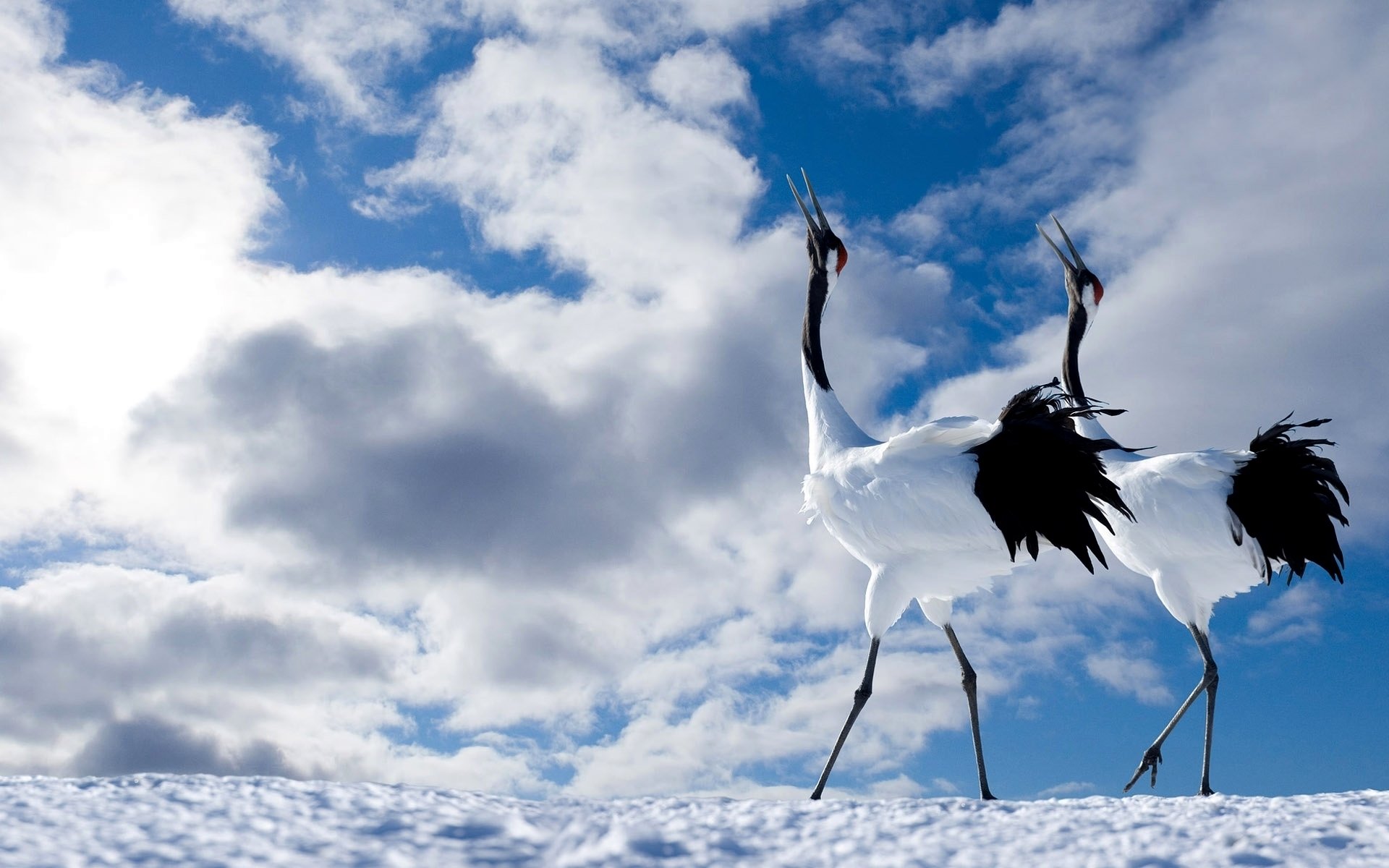 Animal Red-crowned Crane Image
