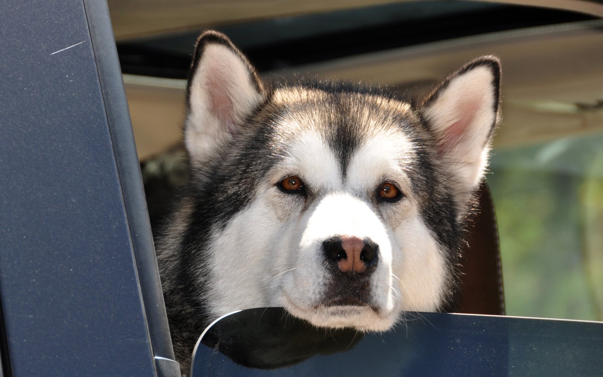 dog Animal alaskan malamute Image
