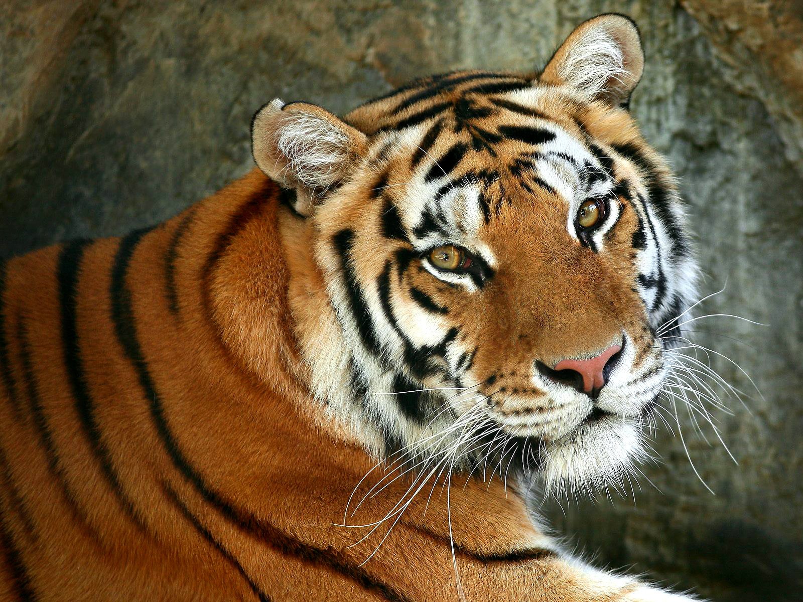 A close-up of a tiger resting against a rocky background, showcasing its distinctive orange coat with black stripes and intense gaze.