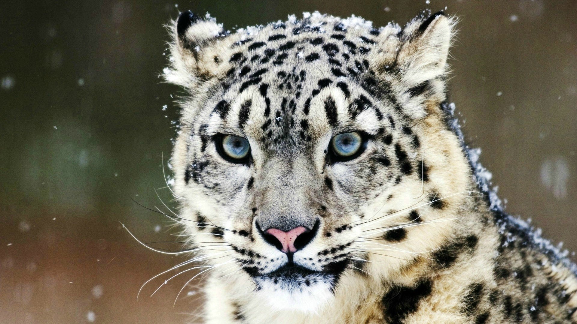 Download Animal Snow Leopard Image